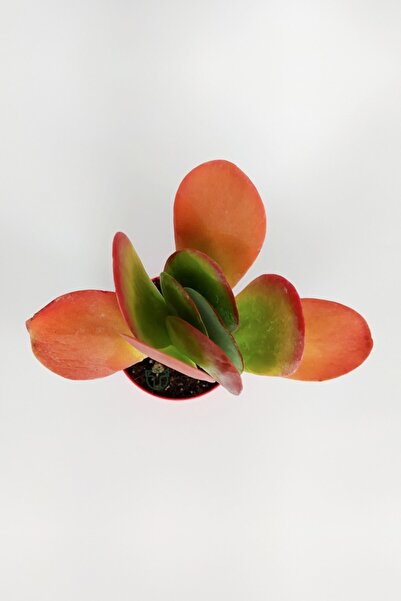 Toptan Kaktüs Kalanchoe Thyrsiflora - Çöl Lahanası - Ciğer Sukulent - Kırmızı Yapraklı - 8.5 cm Kırmızı Saksıda