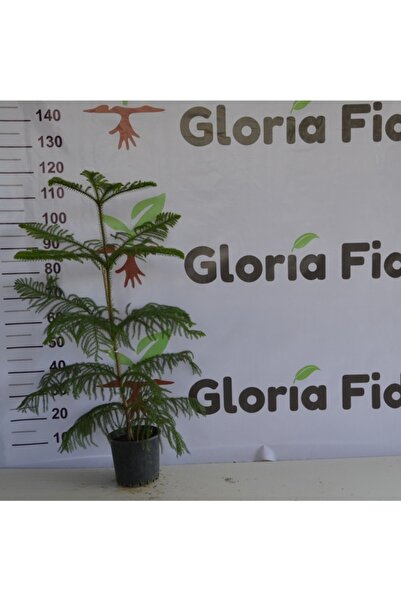 Gloria Saksıda Aracoriya(arakorya) Salon Çamı 90-110 Cm