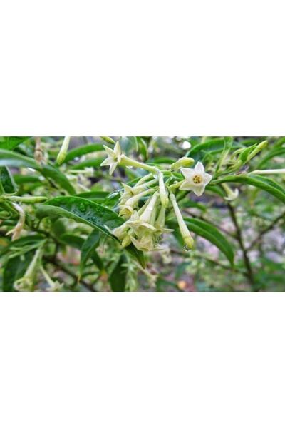 Gloria 2 Adet Saksıda 2 Yaş Melisa Kolonya Çiçeği 110-150 Cm