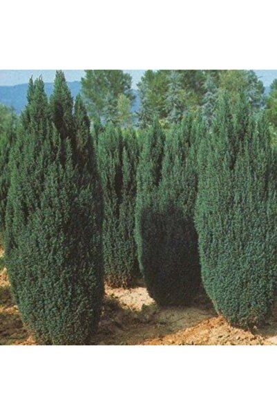 Gloria 2 Yaş Elvudi Çamı, Chamaecyparis Lawsoniana 70-100 cm