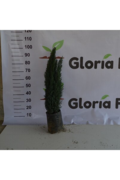 Gloria 2 Yaş Elvudi Çamı, Chamaecyparis Lawsoniana 70-100 cm