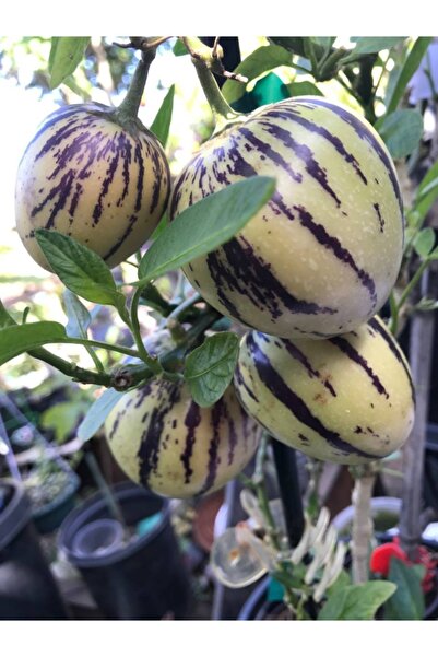 Gloria Tüplü Salkım Meyveli Pepino Fidanı Yaş 1 Boy 45-65cm