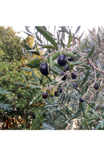 Gloria Saksıda Yarı Bodur 7-10 Kutur Gemlik Zeytin Fidanı 4-5 Yaş 50-70 cm Boy