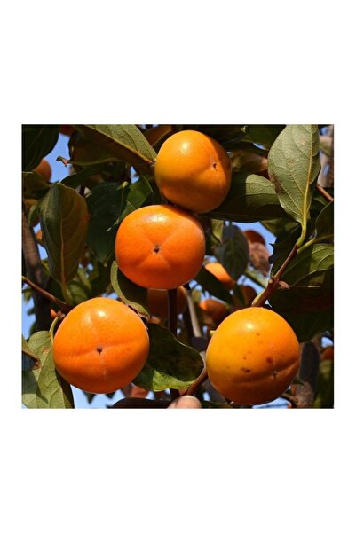 Gloria Tüplü Aşılı Trabzon Hurması Hana Fuyu Fidanı