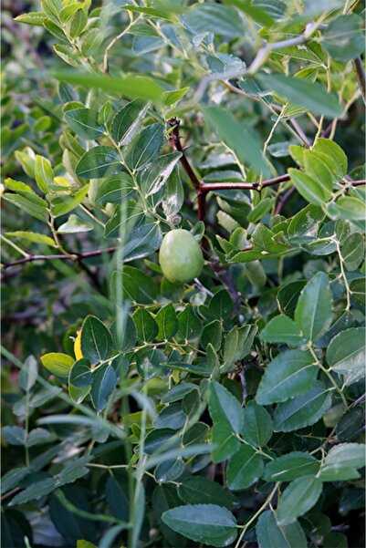 Gloria Tüplü Hünnap Fidanı 4 Yaş Boy 80-100cm