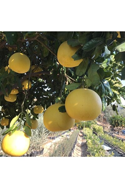 Gloria Ağaç Kavunu Tüplü Aşılı Içi Kırmızı Şadok Pomelo (a) Yaş 2 Boy 90-110 Cm