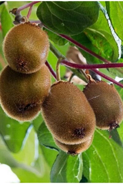 Gloria Tüplü Hayward Kivi Fidanı 2 Yaş (2 Adet 1 Erkek+ 1 Dişi)