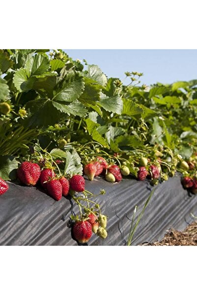 Ucuzluk Diyarı A Kalite 1. Sınıf 5 Adet Festival Çilek Fidanı Açık Kök Ve Taz...