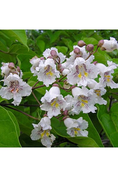mutbirlik Özel Çeşit Beyaz Çiçekli Paulownia Fidanı
