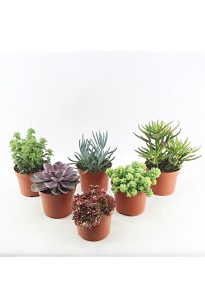 EGZOTİKBAHÇE 6'lı Sukulent Set - Özel Sukulent Çeşitleri