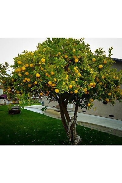 Gloria Tüplü Aşılı Euroka Limon Fidanı 2 Yaş (100-120 Cm)