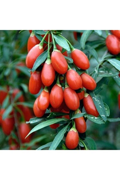 Gloria 2 Yaş Kırmızı Goji Berry(kurtüzümü) 100-120 Cm