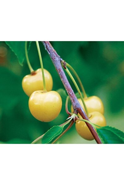 Gloria Tüplü Aşılı Sarı Kiraz Fidanı Yaş 2 Boy 70-90 Cm