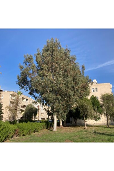 Gloria Bataklık Kurutan Okaliptus Fidanı Boy 100-120cm 6 Adet