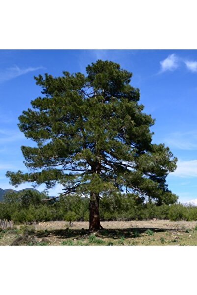 Gloria Tüplü Kızıl Çam Fidanı