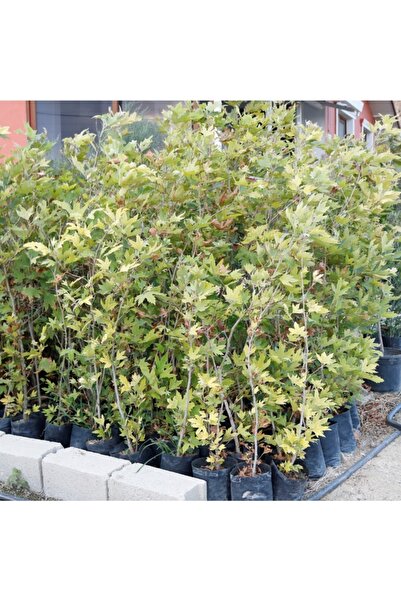 Gloria Tüplü Çınar Fidanı Yaş 1 Boy 90-110 cm