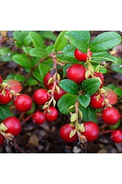 Gloria Tüplü Iri Meyveli Kızılcık Fidanı Yaş 2 Boy 50-80cm