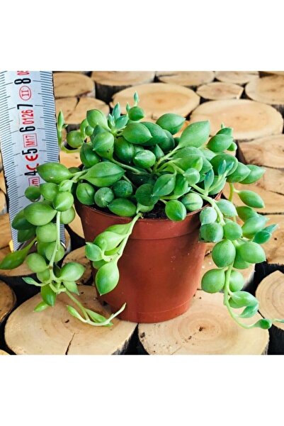 EGZOTİKBAHÇE Senecio Rowleyanus Boncuk Yapılı Sarkıcı Sukulent - Tesbih Çiçeği