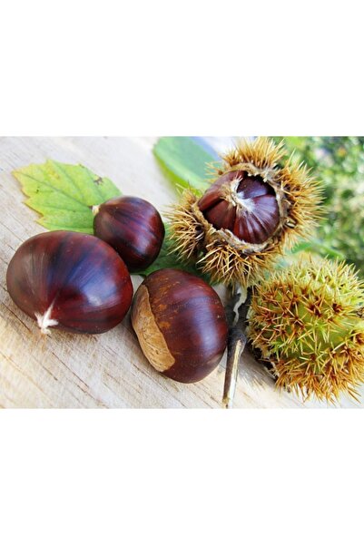 Gloria Tüplü Hacı Ömer Aşılı Kestane Fidanı 2 Yaş 90-110 cm Boy