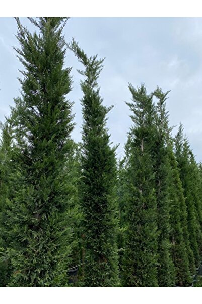 Tokay Süs Bitkileri Cupressus Leylandi