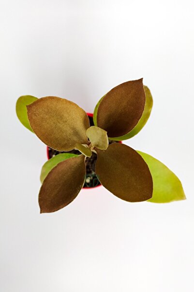 Toptan Kaktüs Kalanchoe Orgyalis Gold Kalanşo Çiçeği Copper Golden Spoons 8.5 cm Kırmızı Saksıda