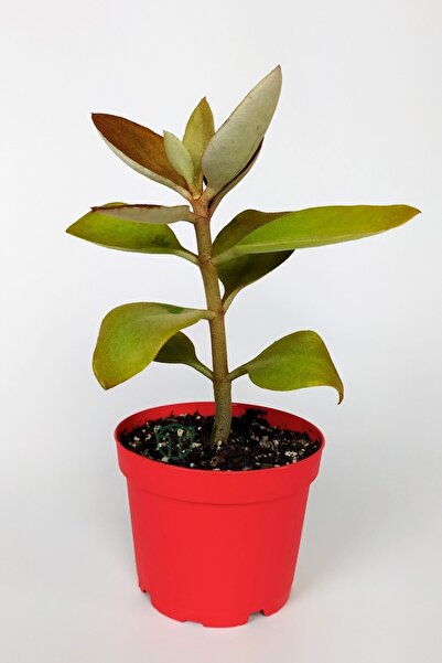 Toptan Kaktüs Kalanchoe Orgyalis Gold Kalanşo Çiçeği Copper Golden Spoons 8.5 cm Kırmızı Saksıda