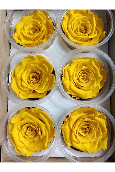 MELT HOME DESİGN 6 Pieces of Yellow - Non-Fading Equator Rose