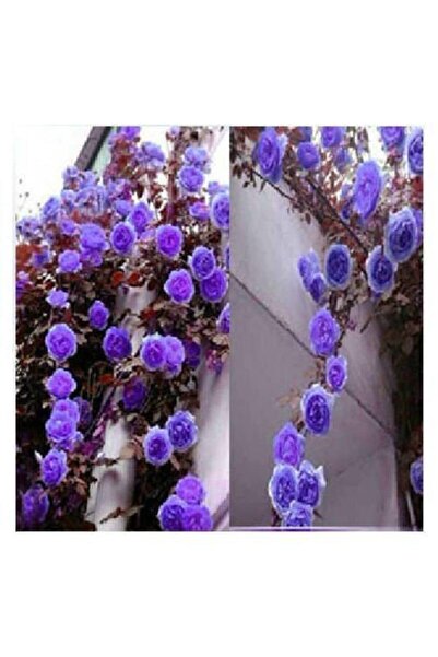 Tohum Dünyam 10 Adet Mor Sarmaşık Gül Tohumu