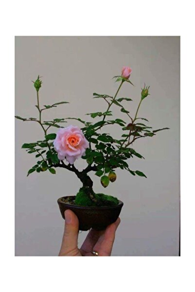 Tohum Dünyam Bodur Pembe Gül Bonzai Ağacı Tohumu 5 Adet Tohum