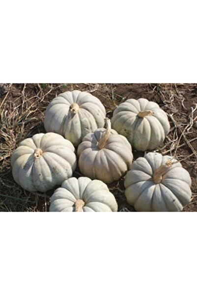 Karahasanoğlu Tarım Yerli Kestane Kabak Tohumu 10 Gr (ort 25 Ad Tohum)