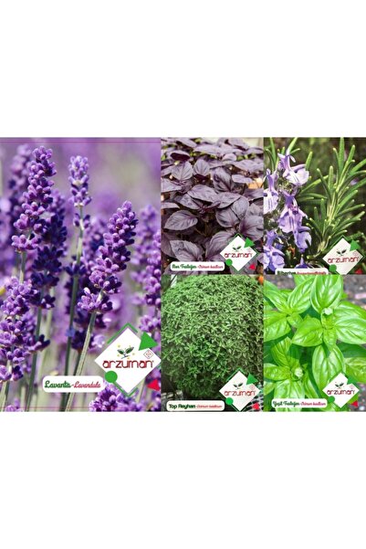 Karahasanoğlu Tarım Mor Fesleğen-yeşil Fesleğen-top Fesleğen-biberiye-lavanta...