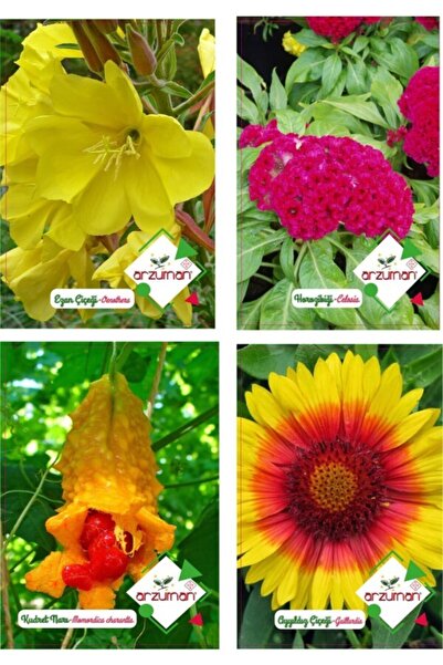 Karahasanoğlu Tarım Ezan Çiçeği - Horozibiği - Kudret Narı - Ayyıldız Çiçeği 4'lü Tohum Seti
