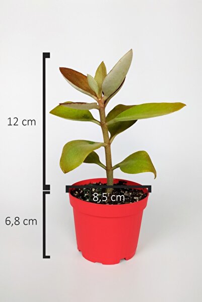 Toptan Kaktüs Kalanchoe Orgyalis Gold Kalanşo Çiçeği Copper Golden Spoons 8.5 cm Kırmızı Saksıda