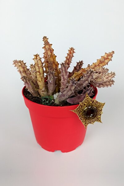Toptan Kaktüs Huernia Zebrina Asclepiadaceae Leş Kaktüsü Leopar Desen Çiçekli 8.5 Cm Kırmızı Saksıda