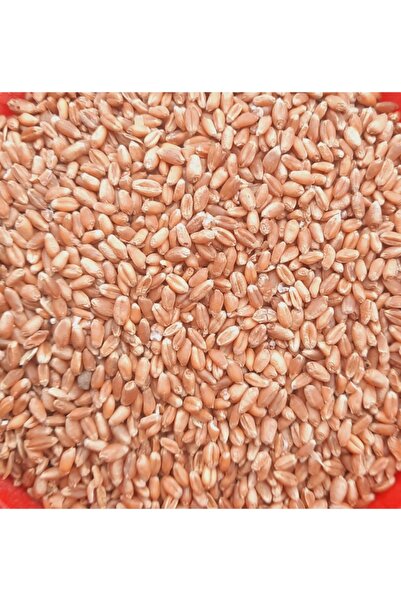 BUĞDAY OVASI Kara Buğday Güvercin ,tavuk, Ördek ,kaz,hindi Yemi 25 Kilo