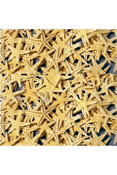 YENİ HEDİYELİK DÜNYAM Φυσικό Αστερίας Μικρού μεγέθους 1,5 cm 3 cm 100 Τεμάχια