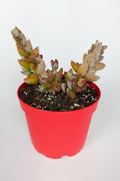 Toptan Kaktüs Crassula Moonglow Hybrid Fildişi Kule Nadir Sukulent Küçük Pemb...