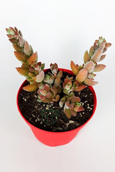 Toptan Kaktüs Crassula Moonglow Hybrid Fildişi Kule Nadir Sukulent Küçük Pembe Çiçek Salkımı 8.5cm Kırmızı Saksıda