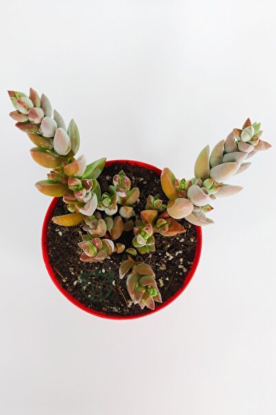 Toptan Kaktüs Crassula Moonglow Hybrid Fildişi Kule Nadir Sukulent Küçük Pembe Çiçek Salkımı 8.5cm Kırmızı Saksıda