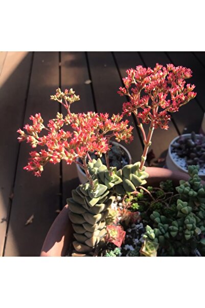 Toptan Kaktüs Crassula Moonglow Hybrid Fildişi Kule Nadir Sukulent Küçük Pembe Çiçek Salkımı 8.5cm Kırmızı Saksıda