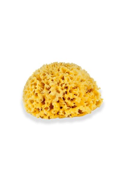 YENİ HEDİYELİK DÜNYAM Unisex Baby Yellow Bath Φυσικό Σφουγγάρι Θάλασσας