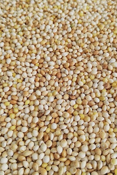 Jingle Babe Açık Sade Muhabbet Kuşu Yemi 500gr