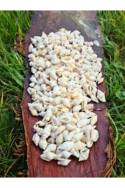 Genel Markalar Deniz Kabuğu 100 Gr Paket Nassa Shell - karışık renk