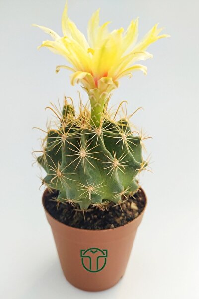 Toptan Kaktüs Thelocactus Ideas Çiçek Açan Kaktüs 5.5 cm