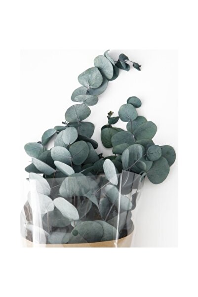 trendbahce Şoklanmış Eucalyptus Populus Bitkisi