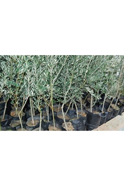 OLİMPOS TARIM 1 Adet Gemlik ( Trilye ) Zeytin Fidanı Tüplü En Az 50cm
