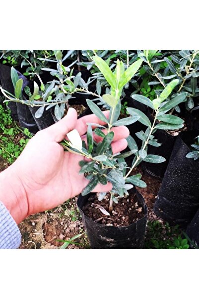 OLİMPOS TARIM 3 Adet Gemlik ( Tirilye ) Zeytin Fidanı Tüplü En Az 70cm
