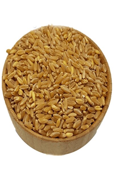 yeşilsera Tohumluk Bugday Sert Bugday 20 Kg