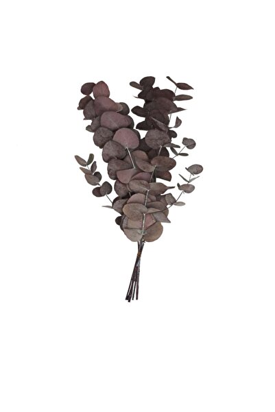 trendbahce Şoklanmış Eucalyptus Populus Bitkisi