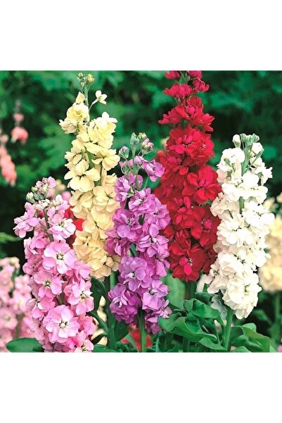 KıtayGroup Şebboy Çiçek Tohumu Paket Içi 30 Adet